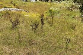 Image result for Thesium whyteanum