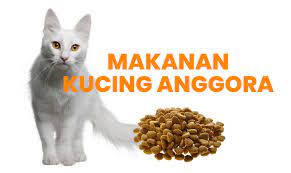 Makanan kucing anggora royal canin. Cara Memilih Makanan Kucing Anggora Terbaik Buktikan Okdogi Com