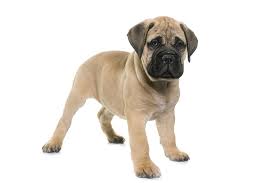 Our dogs are part of our family and live with us at our home. Bullmastiff Dog Breed Information