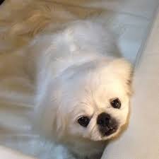 Pin On Milfy The Pekingese