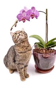 There is nothing that adds colour like a bunch of fresh cut flowers around your house. Poisonous Plants For Cats Your Complete Cat Safety Guide