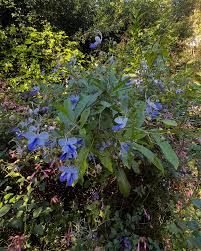 Image result for Rotheca myricoides