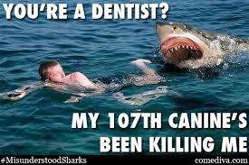 The Misunderstood Shark Meme Comediva Misunderstood Shark Shark Meme Shark