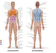 Related posts of anatomical position diagram. Definitions In Anatomy And Physiology