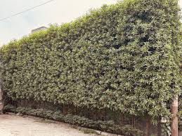 Image result for Conocarpus erectus