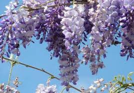 Fiore viola a grappolo / tra orto e giardino: Proteggete Il Colore Viola Del Glicine Dall Attacco Degli Afidi Pratiche Agronomiche Copyr Giardinaggio