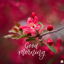 79 Good Morning Images With Flowers Have A Beautiful Day Good Morning Flowers Good Morning Greeting Cards Good Morning Images Flowers