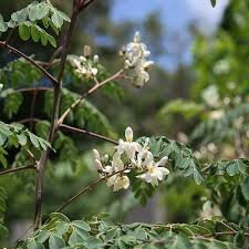 Image result for Moringa oleifera