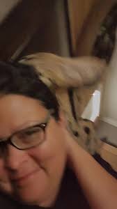 This is how Ramesses wakes me up in the morning. He is so sweet and loving.  ❤️