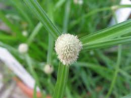 Image result for Kyllinga appendiculata