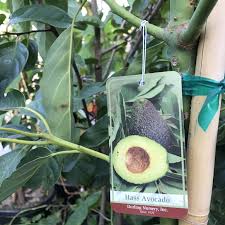 Hidden in the middle of east la is our nursery which specializes in exotic fruit trees. Organic Fruit Tree La Plant Nursery In Los Angeles