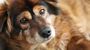 Blog | Kedi ve Köpeklerde Beslenme Hatalarından Kaynaklanan Deri Hastalıkları