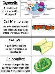 Process by which specific organisms (including all plants) use the sun's energy to make their own food from carbon dioxide and water; Plant And Animal Cell Organelles And Function Word Wall Cards By Science Spot In 2021 Plant And Animal Cells Cell Organelles Word Wall Cards