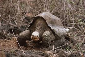 Close To Extinction 35 Critically Endangered Animals Endangered Animals Extinct Animals Animals