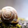 Schnecke ist nicht gleich schnecke. 3