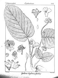 Image result for Hunteria zeylanica