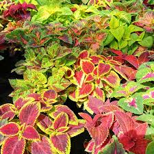 Image result for Coleus rhodesianum