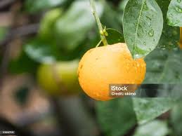 Image result for Citrus reticulata