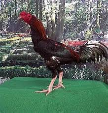 Ciri Ayam Bagus Dan Hebat Yang Perlu Di Waspadai Ayam Juara