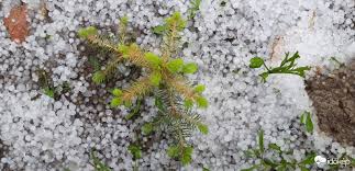 A jégeső a csapadék egy olyan formája, ami akkor alakul ki, amikor a zivatarban jelenlevő feláramlások a légkör extrém hideg rétegeibe esőcseppeket szállítanak magukkal, ahol azok szilárd halmazállapotúvá fagynak és a kialakuló jégszemek a zivatar leáramlásába kerülve a felszínre hullanak. Idokep Ø¹Ù„Ù‰ ØªÙˆÙŠØªØ± Ma Sem Maradtak El A Zaporok Zivatarok Fokent Az Orszag Kozepso Harmadan Delnyugaton Es Delkeleten Szakadt Le Az Eg Helyenkent Jegeso Kisereteben Https T Co Omzu2rvriz Fotok Zeusz2 Mezokodvesd Vivian Markaz Tagota