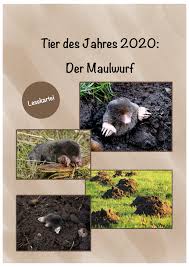 Lesekartei Maulwurf Unterrichtsmaterial In Den Fachern Deutsch Sachunterricht In 2020 Kartei Lesen Unterrichtsmaterial