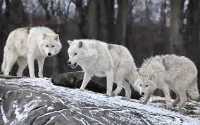 White Wolf Wolf Wallpaper Wolf Background White Wolf