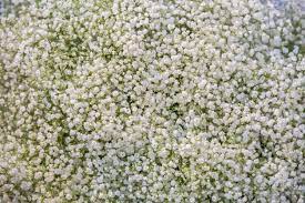 Pin On Gardening