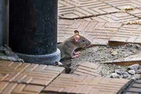 Ratten sind auch immer auf der suche nach genügend futter und machen sich zu hause dann auch über alle lebensmittel her. Ratten Im Haus Einschlupf