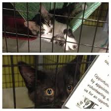 Maybe you would like to learn more about one of these? Next To Nature 19 Photos 62 Reviews Pet Stores 4543 California Ave Sw Seattle Wa Phone Number