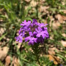 Texas horticultural experts recommend them for their ability to perform well 'texas gold' (aquilegia chrysantha var. Texas Hill Country Wildflower Identification Guide