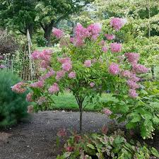 Make sure the trees you select are hardy in your area, suited to the growing conditions and will fit the available space once mature. Zone 6 Trees