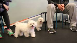 Ambassador dog & cat hospital los angeles, ca 90004. Dog Training Winter Park Agility Obedience Puppy Zoom Room Dog Training