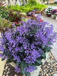 Image result for Plectranthus
