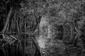 Image result for ansel adams photography