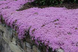 Creeping Thyme Is A Great Ground Cover For Sunny Areas And Pathways Ground Cover Plants Front Yard Landscaping Ground Cover