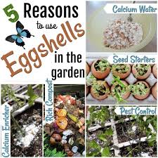 Using eggshells in the garden like this might protect your crop from being nibbled! 5 Reasons To Use Eggshells In The Garden The Thrifty Couple