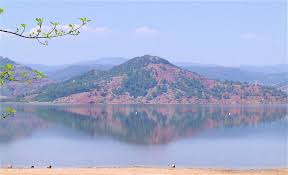 Image result for Selago lacunosa