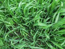 How To Get Rid Of Quack Grass Getridofthings Com Crab Grass Organic Lawn Organic Lawn Fertilizer