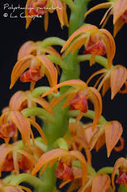 Image result for Polystachya undulata