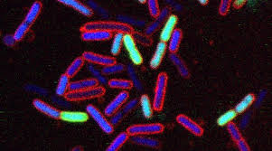 Die entwicklung der antibiotika gehört zu den meilensteinen der modernen medizin. Neue Antibiotika Klasse Entdeckt Synthetische Wirkstoffe Toten Resistente Krankenhauskeime Ab Scinexx De