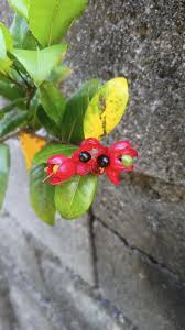 Image result for Ochna kirkii