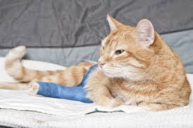 Hypercalcemia in dogs and cats. 10 Cat Skin Problems And How To Handle Them Catster