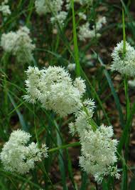 Image result for Luzula