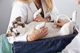 Places lahore, pakistan shopping & retailpet store pets care hospital, johar town posts. Ultrasound Facility For Pets