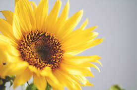 Wat Je Echt Moet Weten Over Zonnebloemen