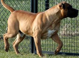 Boerboel Is An Angry Dog All Interesting About South