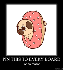 Bahhh I Only Have One Board Haha Funny Animal Pictures Funny Pictures Music Humor