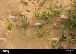 Image result for Crotalaria lotoides