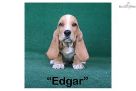 Black And White Basset Hound Puppies For Sale Basset Hound Puppies For Sale You Ll Love This Male Basset Hound Puppy For Sale Near Brunswick Georgia Edgar Mah Basset Hound Basset Hound For Sale Basset