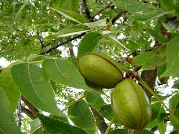 Image result for Carya illinoinensis